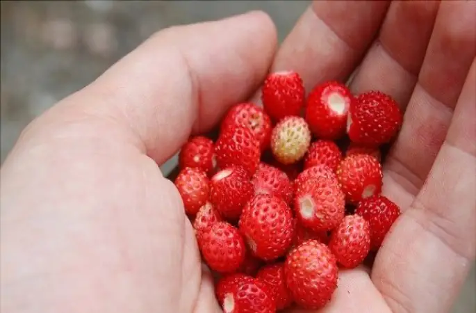 Dağ Çileği Pazarın Gözbebeği