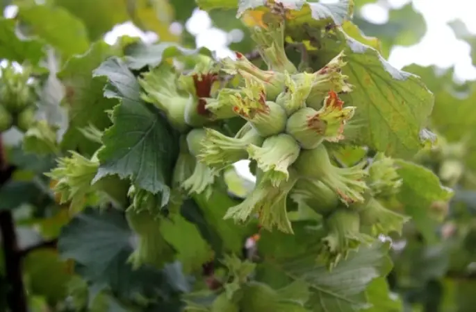 Bahçeye Erken Giren Üreticiye 10 Bin Lira Ceza Yazılacak