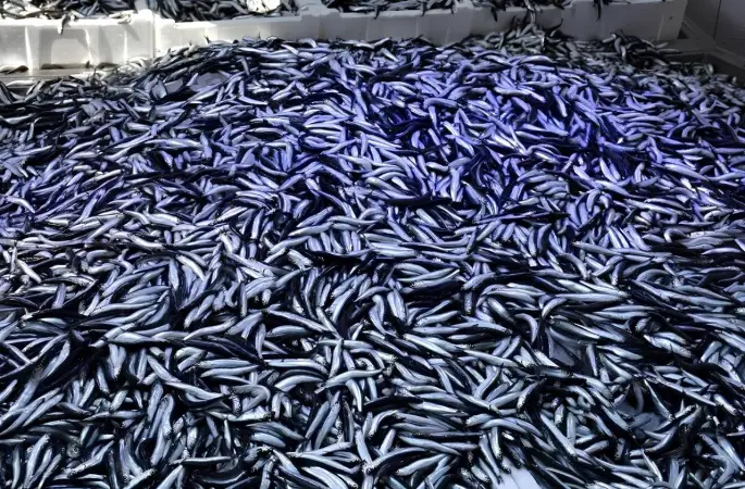 Balık Fiyatları (10.11.2023)