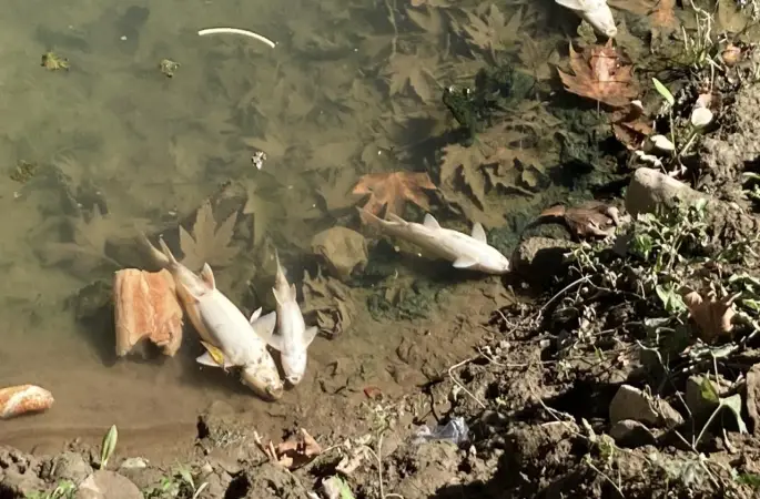 Bartın Irmağı'ndaki balık ölümlerine ilişkin inceleme başlatıldı