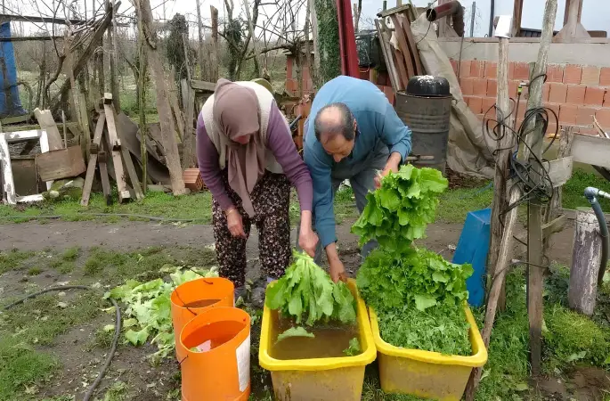 Başında Beklemiyorlar, İnsanlara Güveniyorlar! Ordu’da Marul Satan Çiftin Satış Yöntemi Sosyal Medyaya Damga Vurdu