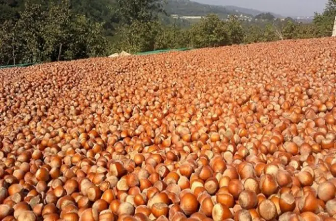 Borsalarda 40 Bin Ton Fındık İşlem Gördü