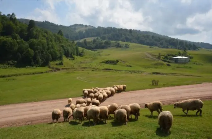 Bu Yaylanın Adı da Kendisi Gibi 