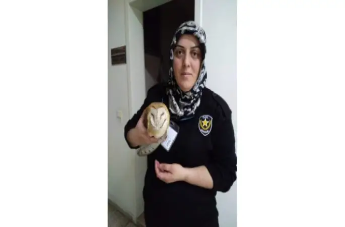 Okulda 'Baykuş' Sürprizi