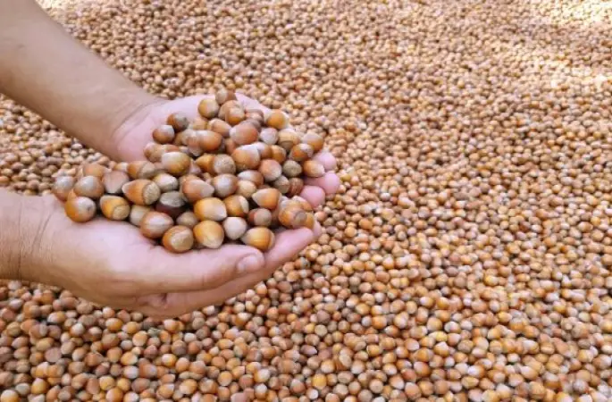 Üreticiden 12 Liraya Alınan Fındık İşlenip 60 Liraya Satılıyor