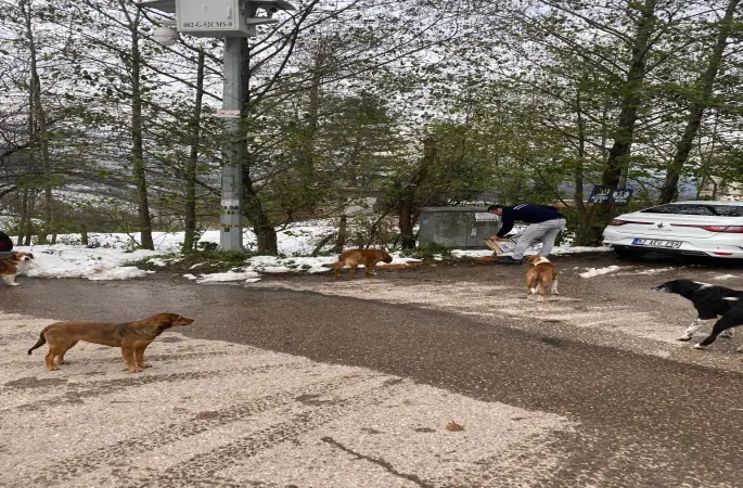 Çamaş Belediyesi'nden Sokak Hayvanlarına Mama Desteği
