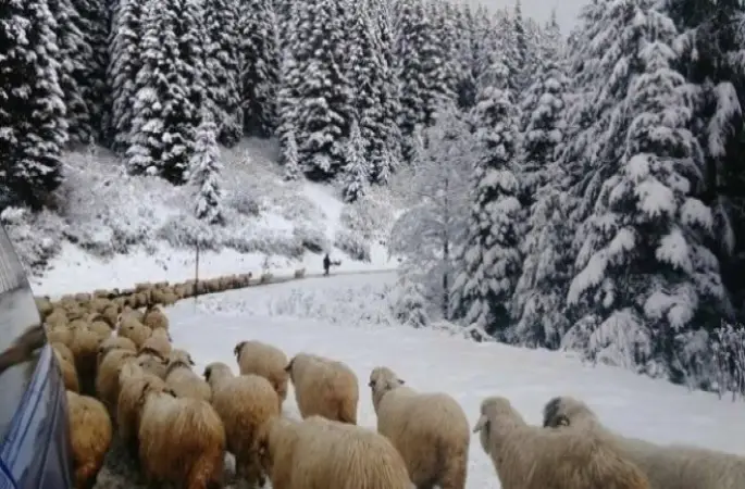 Çambaşı Yaylası'nda Kartpostallık Görüntüler
