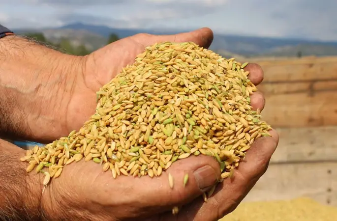 Çeltik namıdiğer 'beyaz altın'ın hasadına başlandı: Kuraklık rekolteye yansıdı