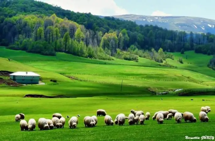 Çobantepe, Taşkesiği, Kabatuzla, Keçiören, Adatepe ve Perşembe Yaylaları Tehlike Altında