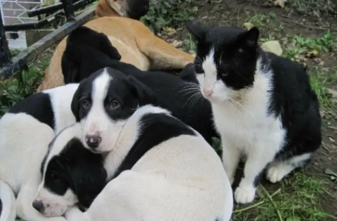 Çocuklara 'Sokak Hayvanlarını Koruma Bilinci' Anlatılacak