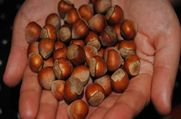 Fındık rekora koşuyor