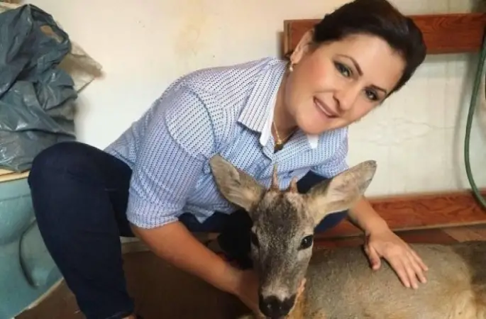 Yaralı karacayı köpeklerden kurtardılar