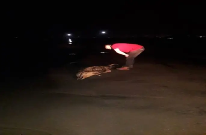 Ordu'da Ölü Yunus Karaya Vurdu