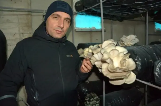 Bu Yılın İlk Mantarları Toplanmaya Başladı