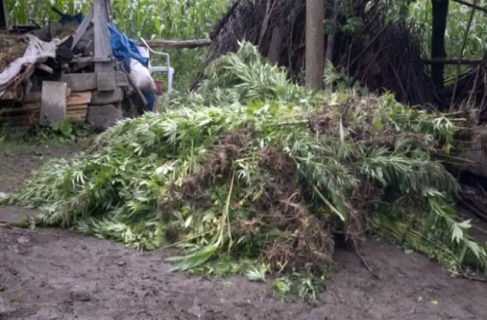 Devletin Arazisinde Kenevir Yetiştirmişler