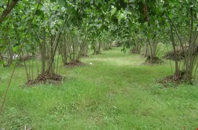 2018 ÜRETİM YILI MAZOT VE GÜBRE DESTEĞİ ÖDEMELERİ BAŞLIYOR