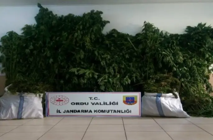 Ordu'da yapılan bir operasyonda yaklaşık 2 kg kubar esrar maddesi ele geçirildi !