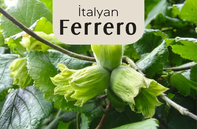 En büyük fındık alıcıs konumundaki Ferrero, tüccardan alacağı fındık fiyatını belirledi.