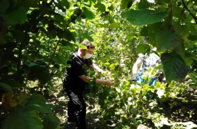Üretici belediye  başkanı fındık bahçesinde