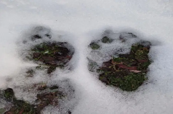 Fatsa'da Cıngırt Mağarası Mevkisinde Ayı İzi Görüldü