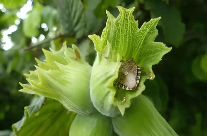Fatsa’da Kahverengi Kokarca ile Mücadelede 2. Tur Başlıyor