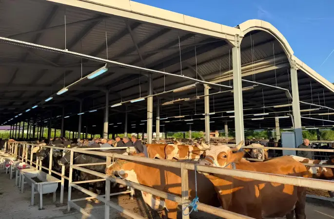Fatsa'da Kurban Bayramı Öncesi Hayvan Pazarı Denetlendi