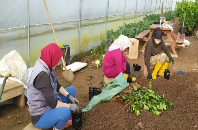 Fatsa’da Narenciye Üretimi Geliştiriliyor