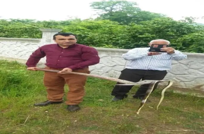 Fatsa'da Öldürülen Yaklaşık 2 Metrelik Yılan Korkuttu
