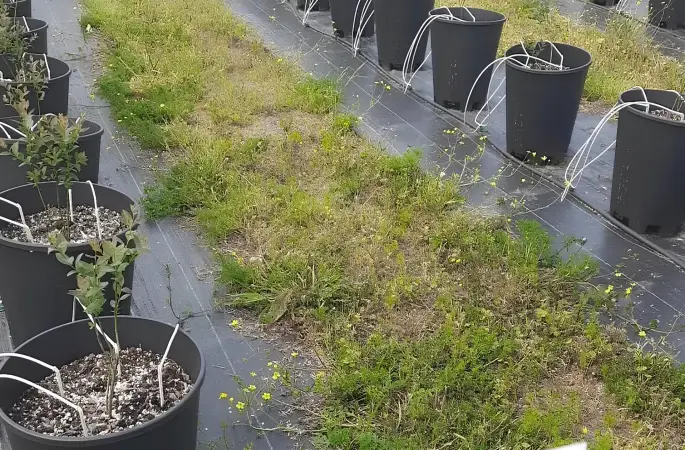 Fatsa’da Tek Bahçede Üç Ürün: Yeni Nesil Tarım Hamlesi!