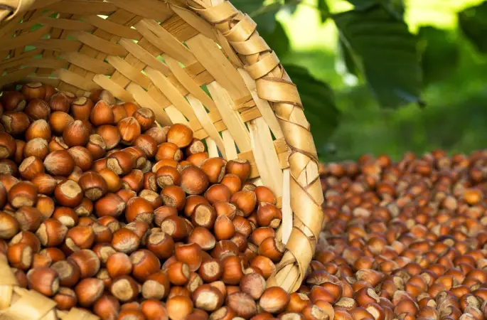 Fındık 100 TL'yi Geçer