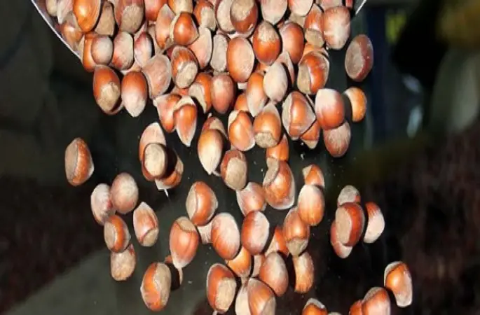 Fındık 8 ayda 1 milyar 750 milyon dolar döviz getirdi