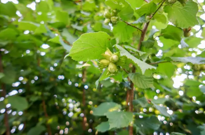Fındık Aç Kaldı! Uzmanlardan Gübre Uyarısı