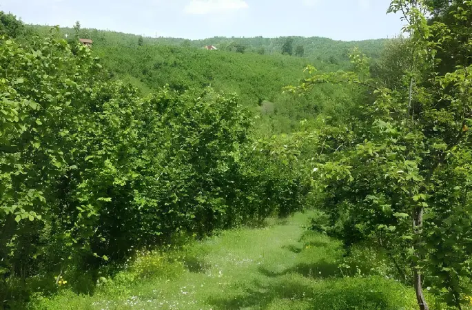 Fındık Bahçesinde Şüpheli Ölüm!
