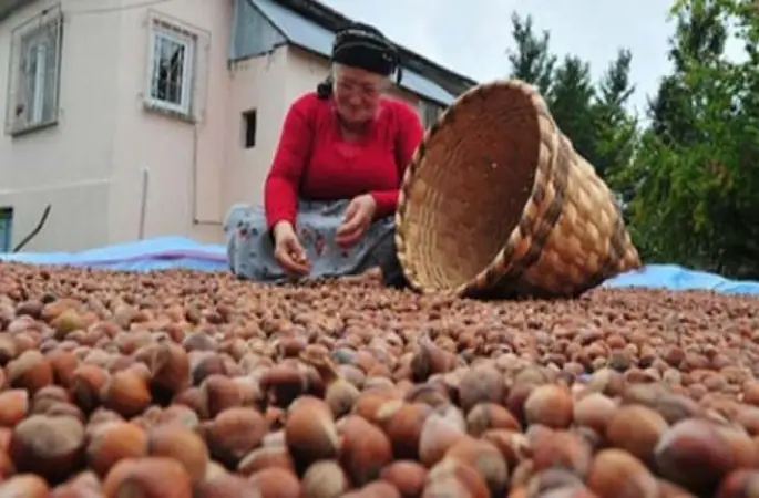 Fındık fiyatı bugün kaç para? Sakarya, Giresun, Ordu, Alaplı