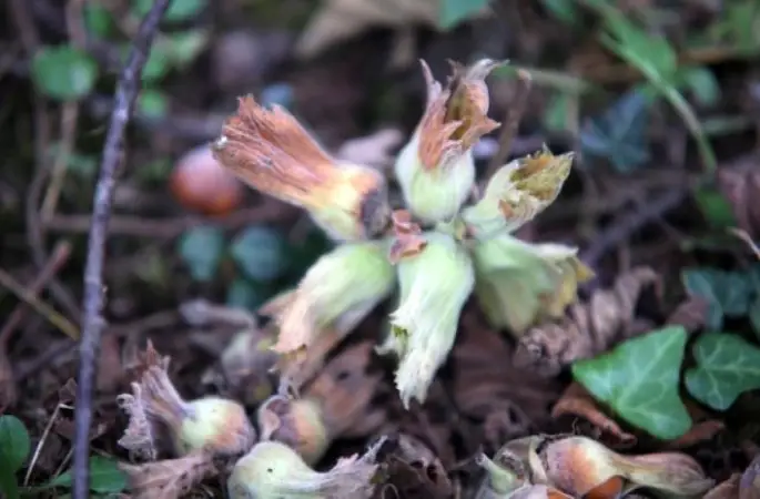 Fındık Fiyatı Geriledi