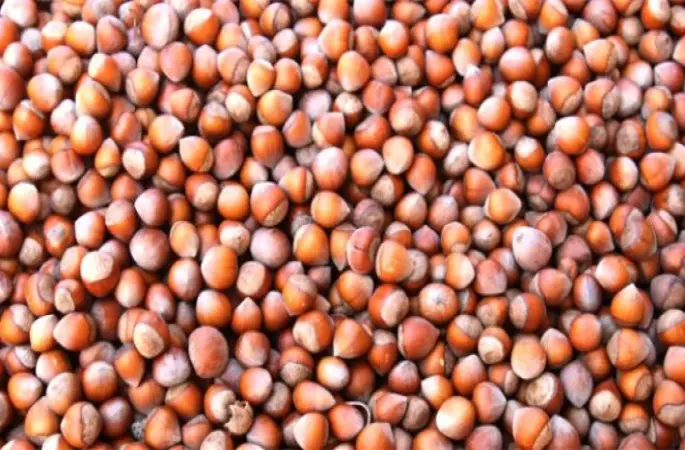 Fındık Fiyatında Düşüş Sürüyor