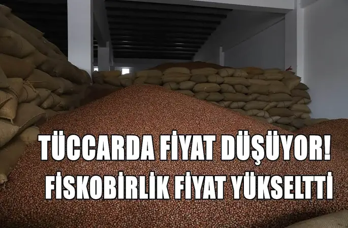 Fındık Fiyatının Yükselmesi Durdu; Fiskorbirlik Yeni Fındık Fiyatı Açıkladı
