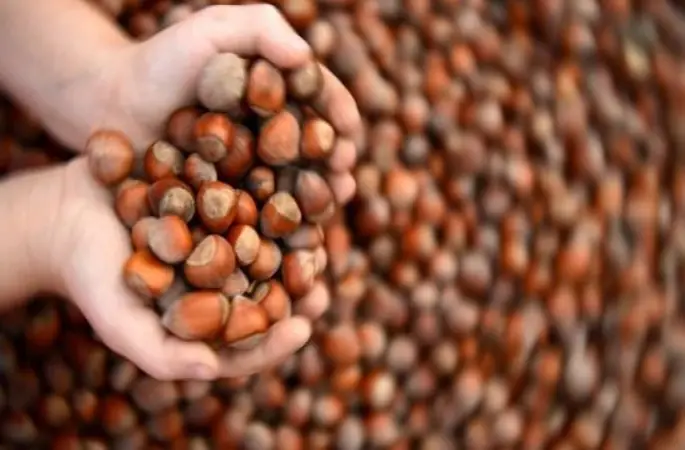 Fındık fiyatları 2016 - Güncel fındık fiyatları ne kadar oldu?