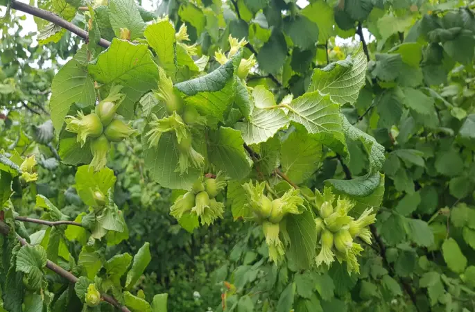 Fındık hasadını erteleme gündemde