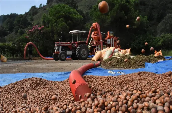 Fındık Hasat Sezonu Öncesi Patoz Fiyatları Açıklandı