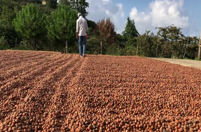 Fındık İhracatında Son İki Yılın Rakamları