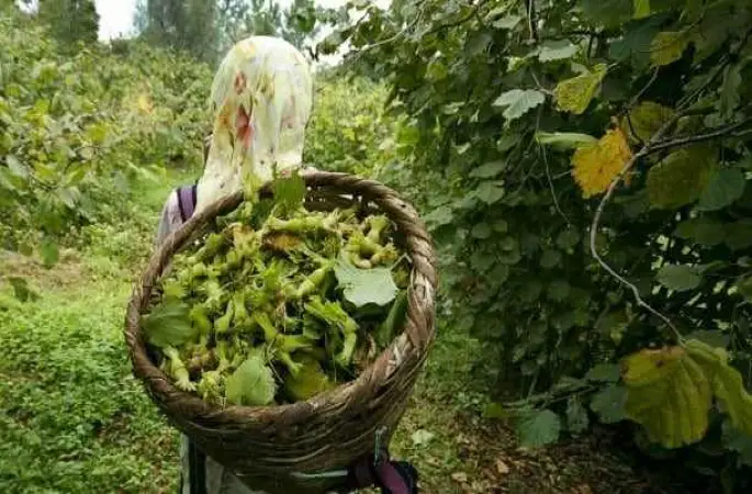 Fındık İşçi Ücretlerine Olan Tepki Büyüyor