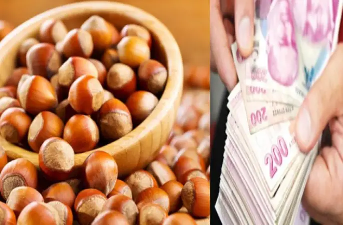 Fındık Ordu'ya 2 Milyar Lira Kazandıracak