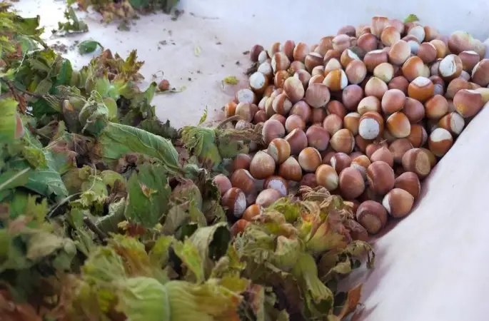 Fındık Tüccarı Köşeye Sıkıştı: Müfettişler Ordu'ya Geliyor!