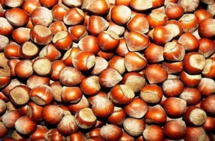 Fındık Üreticileri Kar Yağışına Umut Bağladı