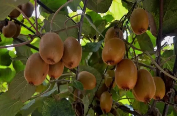 Fındık Üreticileri Kiviyi Sevdi