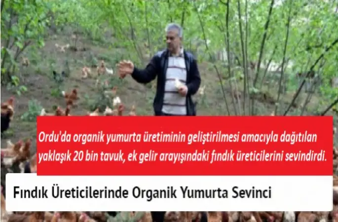 Fındık Üreticilerinde Organik Yumurta Sevinci