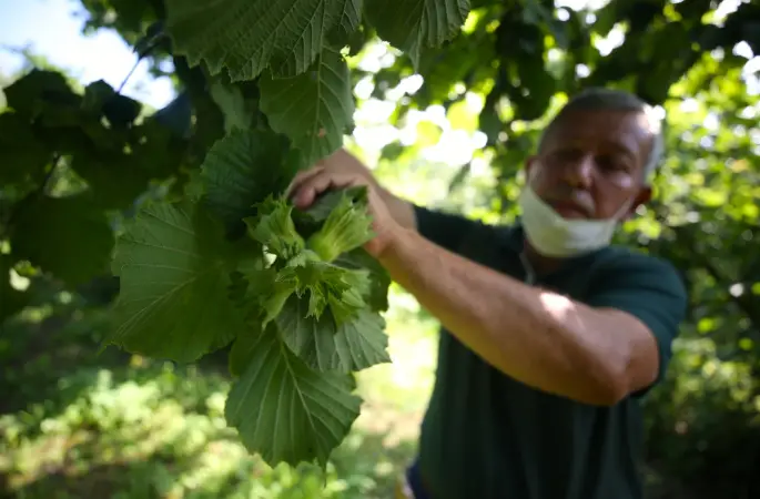 Fındık Üreticilerinden Çağrı: "Bizi Tüccara Muhtaç Etmeyin"