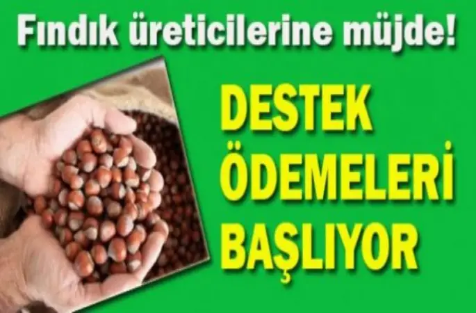 Fındık üreticilerine destek başladı 