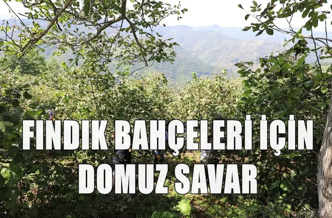 Fındık Üreticilerine Domuz Kovucu Cihaz Müjdesi
